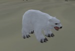 bear.jpg