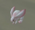 bunny.jpg